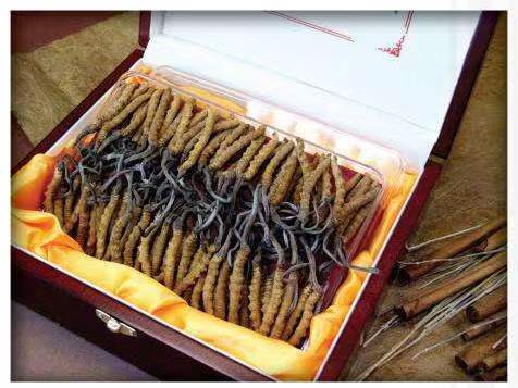 平果冬虫夏草回收